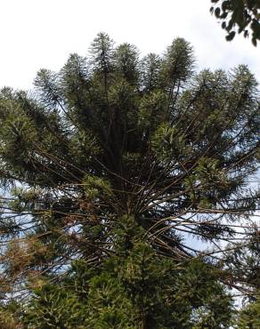 Fotografia 13 da espécie Araucaria bidwillii no Jardim Botânico UTAD