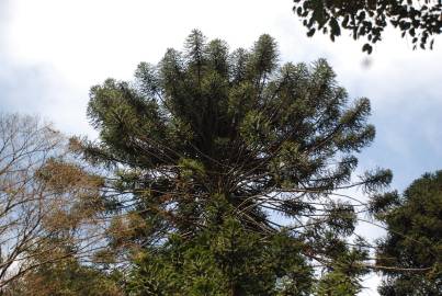 Fotografia da espécie Araucaria bidwillii