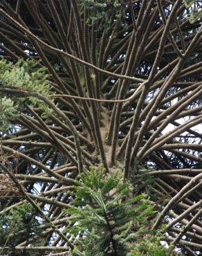 Fotografia 16 da espécie Araucaria bidwillii no Jardim Botânico UTAD