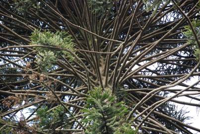 Fotografia da espécie Araucaria bidwillii