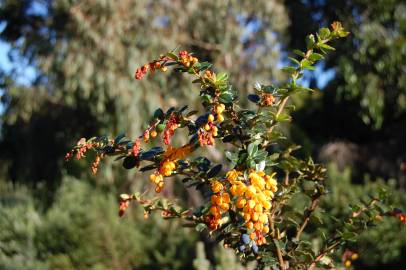 Fotografia da espécie Berberis darwinii