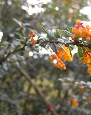 Fotografia 15 da espécie Berberis darwinii no Jardim Botânico UTAD