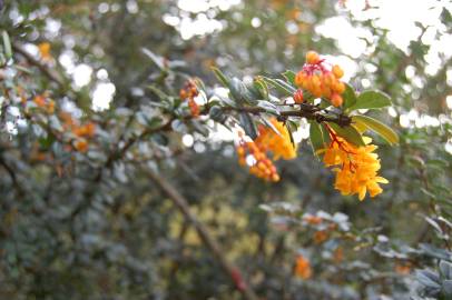 Fotografia da espécie Berberis darwinii