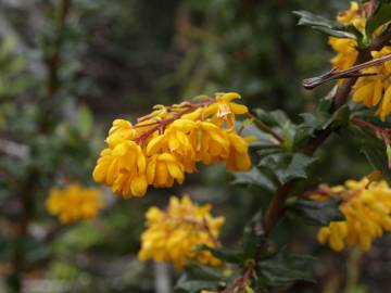 Fotografia da espécie Berberis darwinii