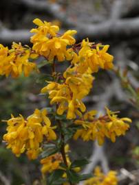 Fotografia da espécie Berberis darwinii