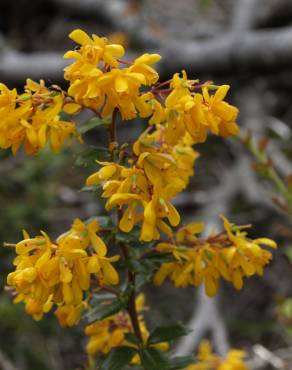 Fotografia 18 da espécie Berberis darwinii no Jardim Botânico UTAD