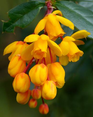 Fotografia de capa Berberis darwinii - do Jardim Botânico