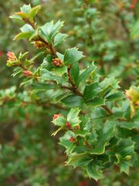 Fotografia da espécie Berberis darwinii