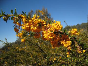 Fotografia da espécie Berberis darwinii