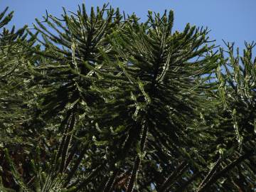 Fotografia da espécie Araucaria bidwillii