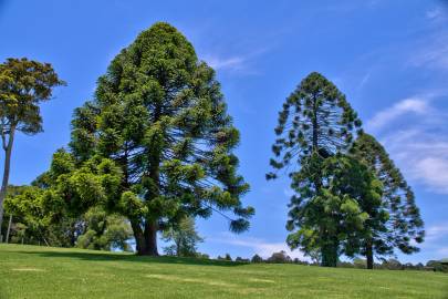 Fotografia da espécie Araucaria bidwillii