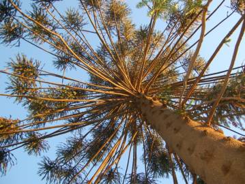 Fotografia da espécie Araucaria bidwillii