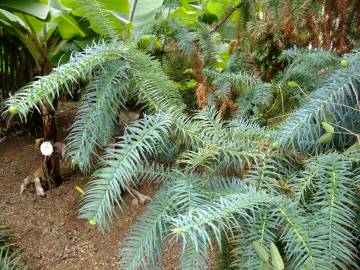 Fotografia da espécie Araucaria bidwillii