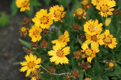 Fotografia da espécie Coreopsis lanceolata