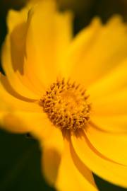 Fotografia da espécie Coreopsis lanceolata