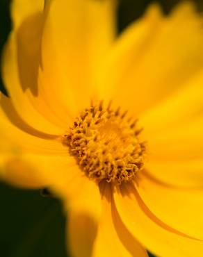 Fotografia 3 da espécie Coreopsis lanceolata no Jardim Botânico UTAD