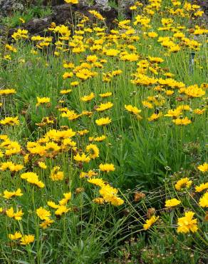 Fotografia 4 da espécie Coreopsis lanceolata no Jardim Botânico UTAD