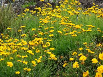 Fotografia da espécie Coreopsis lanceolata