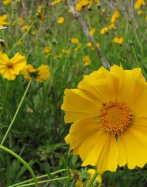 Fotografia 5 da espécie Coreopsis lanceolata no Jardim Botânico UTAD