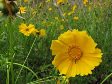 Fotografia da espécie Coreopsis lanceolata