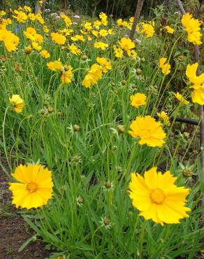 Fotografia 6 da espécie Coreopsis lanceolata no Jardim Botânico UTAD