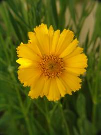 Fotografia da espécie Coreopsis lanceolata