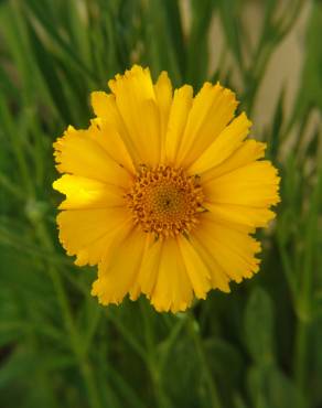 Fotografia 7 da espécie Coreopsis lanceolata no Jardim Botânico UTAD