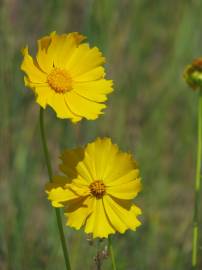 Fotografia da espécie Coreopsis lanceolata