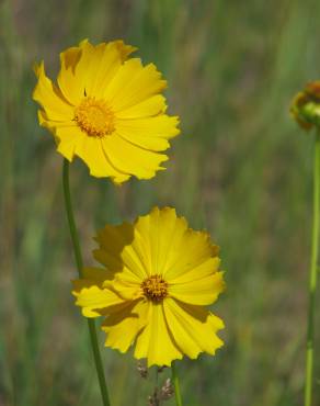 Fotografia 8 da espécie Coreopsis lanceolata no Jardim Botânico UTAD