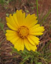 Fotografia da espécie Coreopsis lanceolata