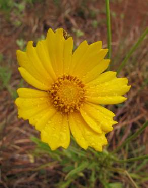 Fotografia 1 da espécie Coreopsis lanceolata no Jardim Botânico UTAD