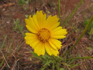 Fotografia da espécie Coreopsis lanceolata