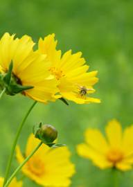 Fotografia da espécie Coreopsis lanceolata