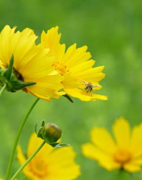 Fotografia 9 da espécie Coreopsis lanceolata no Jardim Botânico UTAD