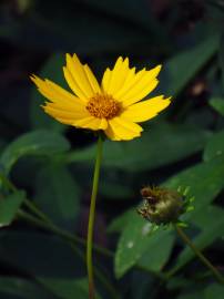 Fotografia da espécie Coreopsis lanceolata