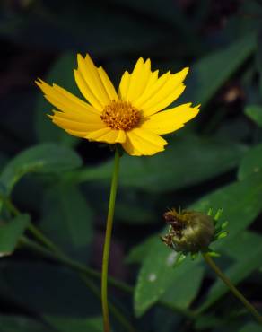 Fotografia 10 da espécie Coreopsis lanceolata no Jardim Botânico UTAD