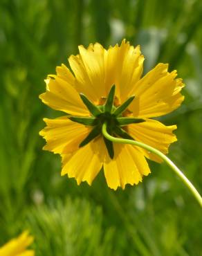 Fotografia 11 da espécie Coreopsis lanceolata no Jardim Botânico UTAD