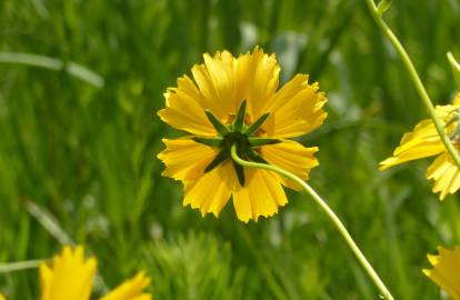 Fotografia da espécie Coreopsis lanceolata