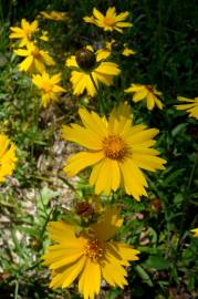 Fotografia da espécie Coreopsis lanceolata