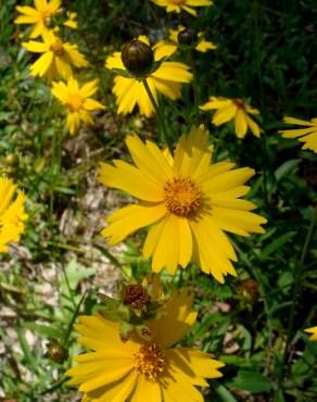 Fotografia 12 da espécie Coreopsis lanceolata no Jardim Botânico UTAD