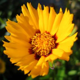 Fotografia da espécie Coreopsis lanceolata