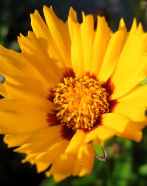 Fotografia 13 da espécie Coreopsis lanceolata no Jardim Botânico UTAD