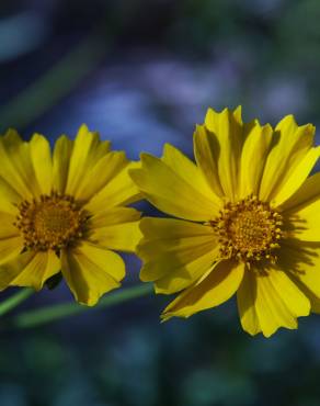 Fotografia 14 da espécie Coreopsis lanceolata no Jardim Botânico UTAD