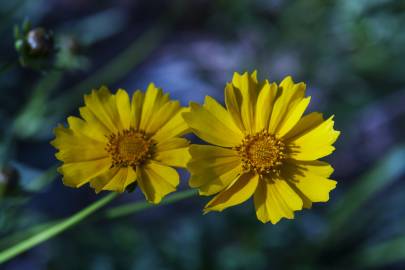 Fotografia da espécie Coreopsis lanceolata