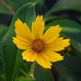 Fotografia da espécie Coreopsis lanceolata