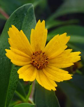 Fotografia 15 da espécie Coreopsis lanceolata no Jardim Botânico UTAD