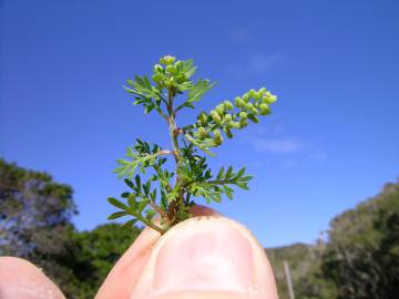 Fotografia da espécie Lepidium coronopus