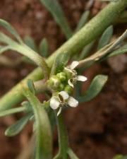 Fotografia da espécie Lepidium coronopus