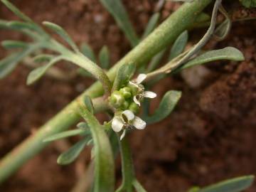 Fotografia da espécie Lepidium coronopus