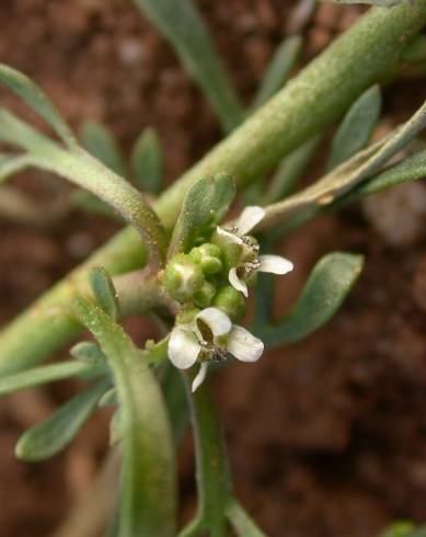 Fotografia de capa Lepidium coronopus - do Jardim Botânico